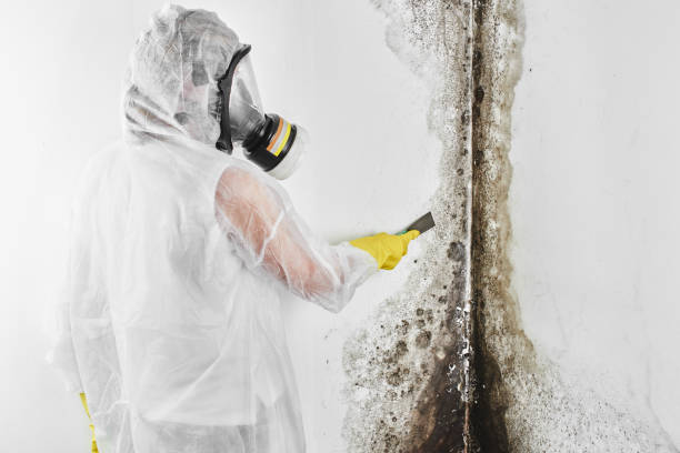 Professional Mold Remediation in Auburn Hills, MI